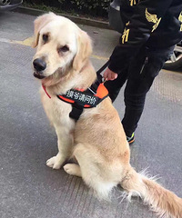 Ѱ����ʧ�Ľ�ëë