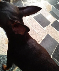 ����С¹Ȯ�Ŀ�������