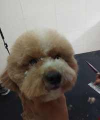 ̨��ְҵ����ѧԺ���������˵�С��������