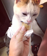 ���´��è�� ������