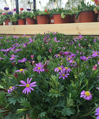 ��Խ����̨������ ������