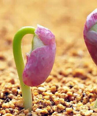 ����������������ԭ��:���죬��ʳ����������