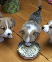 �����Գ������»���Ȯ