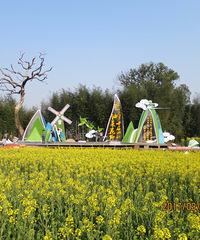 金色花海 秀美田园 仙居第十届浙江油菜花节