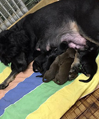 ������˫Ѫͳ�Թ���������������~