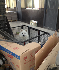 ��ʧһֻ��ĦҮ