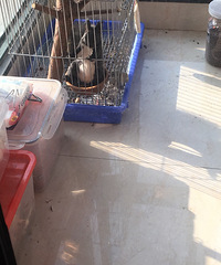 �Ҽұı�Ҳ��������