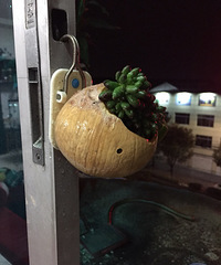 Ҭ�ӻ���ӹ���ϣ������ö�����ɫ