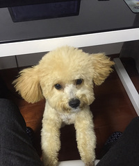 �ճ����̩�ϵͼ۳�