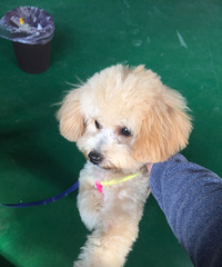 �ճ����̩�ϵͼ۳�