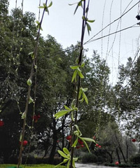 ���۸��᡿���������ǻ��ж�Զ��