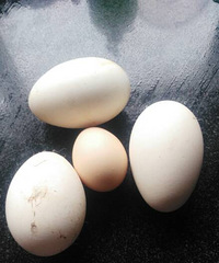 ������Ķ쵰��Ȼ�Ƿ����ģ������Ķ쵰���ܳ���