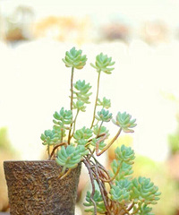 ������׮���ջ�Ҳ����