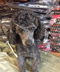 ˭�ҹ�����