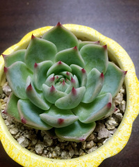 �����˼���