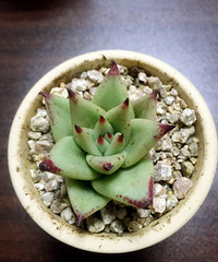 �����˼���