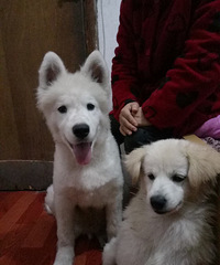 Ѱ����ʾ  ���������㽭̨���������򳡸�����ʧһֻ��ĦҮ