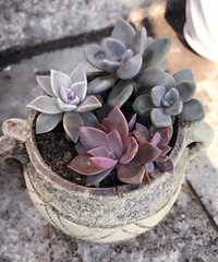 �Ҽ�����