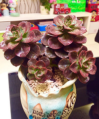 ɹɹ�Ҽ������³�Ա