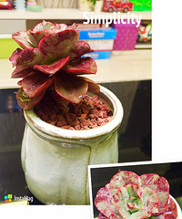 ɹɹ�Ҽ������³�Ա