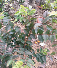 ������ʶ����