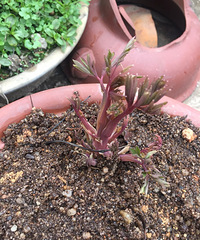 ������ʶ����