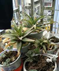 ����1��Ĳ��ܻ�����������