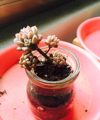 �簲���ҵ�С������