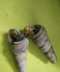 ���۸��᡿�Զ������ǳ�β����