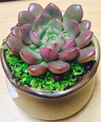 �����ֵĺ챦ʯ��ϣ��������