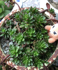 ��˭֪������������ɶ����