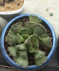 ���������⣬��ϧ�Ҳ�֪�����֣������