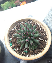 ���������⣬��ϧ�Ҳ�֪�����֣������