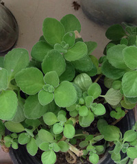 ���ⱻ������