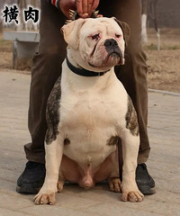 �������ŰԽ�һ���߽���2���ڵ�3����ţ��ۻᡣ