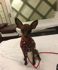 �����Ҹ�С¹��������