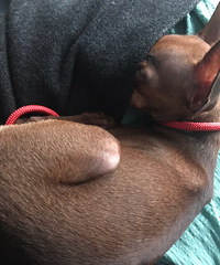 �����Ҹ�С¹��������