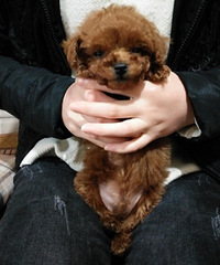 ������΢С΢�豭��ɫ̩��