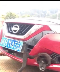 ������ĳ���