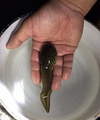 ���ϳ�ȥ�����ջ񣬾�Ȼ�ڹ�����������ô������