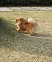 �������������ؼҡ�