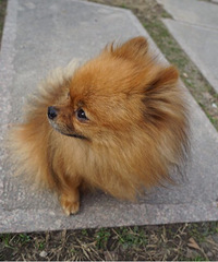 �������������ؼҡ�