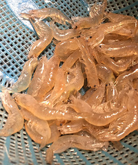 ·�������������������û����ʳ��