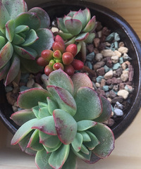 �������ã�΢�粻�룬����ɹɹ