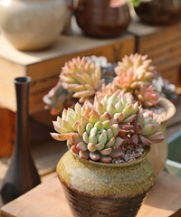 ������ľ�г�