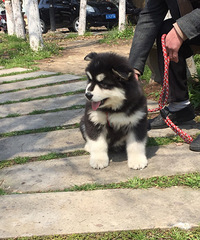 ����������������С��2�����´������裬ֻҪ1800