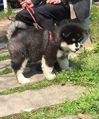 ����������������С��2�����´������裬ֻҪ1800