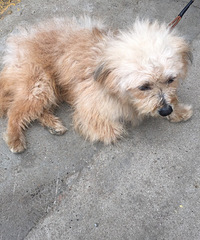 ��������������������ͺ���Ư����ĸ����