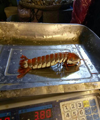 ����һֻ��ͷ�ر���ƤƤϺ����ɫҲ�����