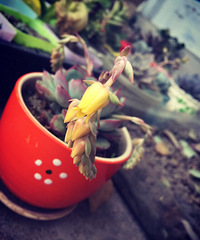 �����ˣ���̨���䳤��һ��Ұ����ʲôƷ�֣�